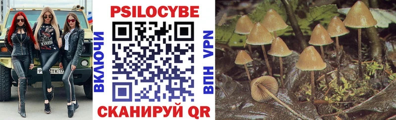 Купить  Тайга  Галлюциногенные грибы Psilocybe 